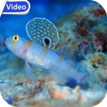 Logo of Sea Life Theme Video Wallpaper android Application 